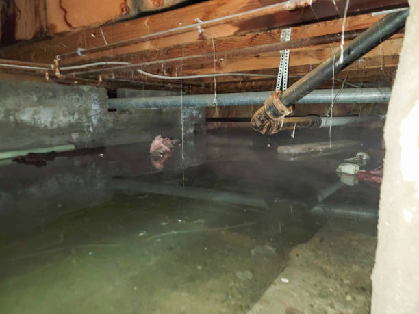 Best Local water damage restoration  in Clinton, AR